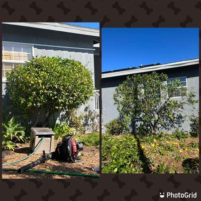 Cornelio’s Gardening service