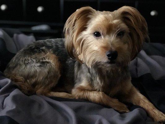 A week and a half after his grooming session