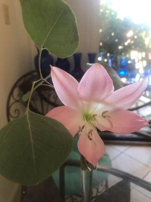 Lilies are in season.