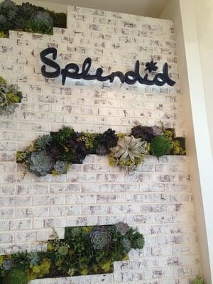 Splendid