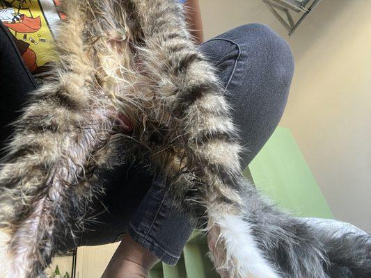 Beach View Veterinary Hospital