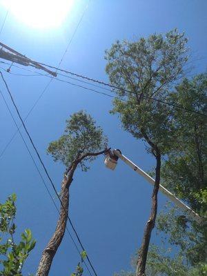 Hummingbird Tree Care