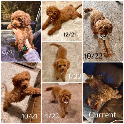 Mama Hannah developmental growth progression.
F1 Cavapoo