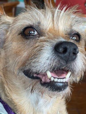 Crossing Animal Clinic