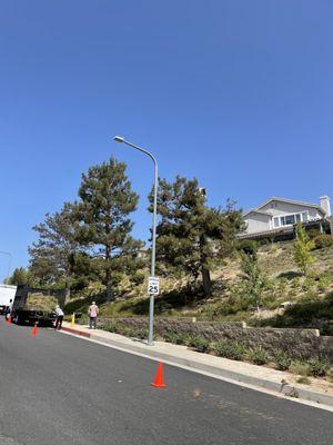 Tree Removal In Porter Ranch