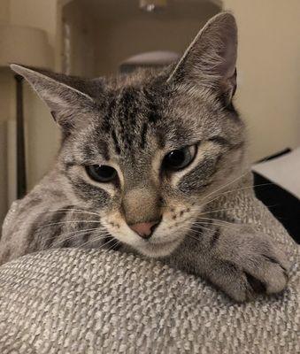 Island Paws and Claws