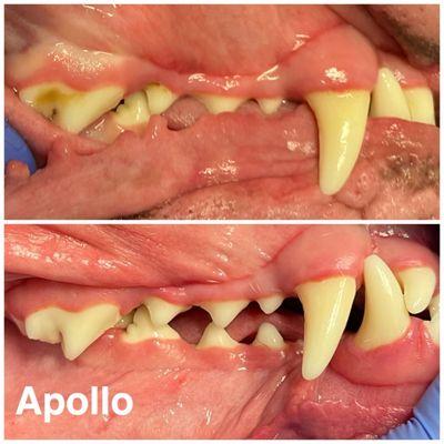 HealthySmiles Pet Dental