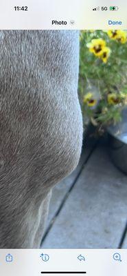 West Seattle Animal Hospital