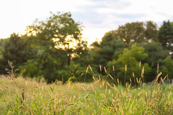 Authentic Self Counseling