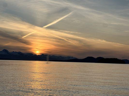 The Local Guy Charters & Sightseeing