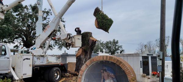 Active Tree Service