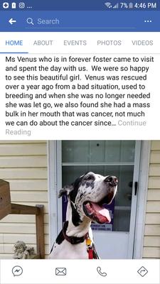 St. Augustine Harley Angels Dog Rescue