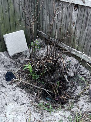 Arbor Tech Tree Service