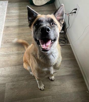 Airport Veterinary Clinic