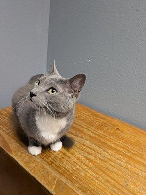 Towne Centre Animal Hospital