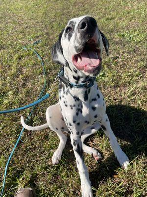 The Canine Homestead