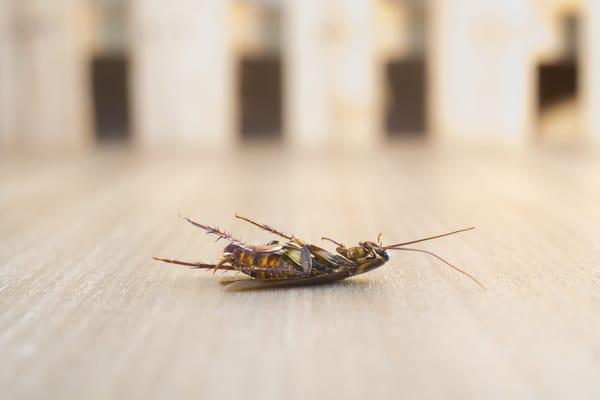 Farmer Termite & Pest Control