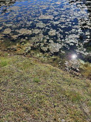 Out of control algae in our pond that DW doesn't fix. Their plan is ignore until construction is completed & turn the problem over to the HO