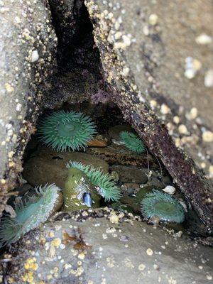 Bastendorff Beach County Park