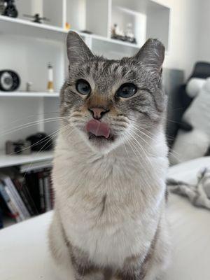 Frankie, adopted in 2023