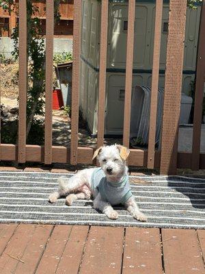 Seven Hills Veterinary Hospital