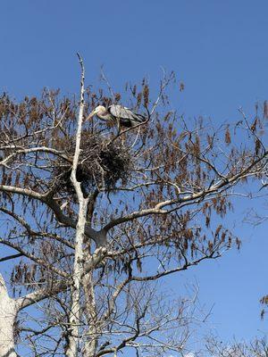 Backwoods Airboat Adventures