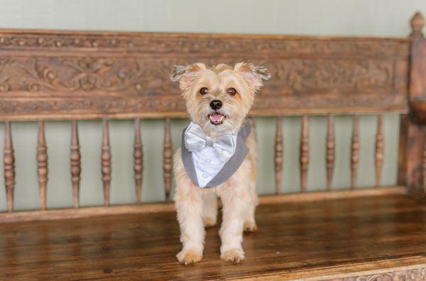 The dog-of-honor/best dog of course!