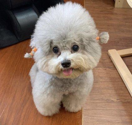 Pet Food Accessories