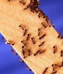 Stop Pest infestations We train you how THE PEST STORE LLC 616.266.7057