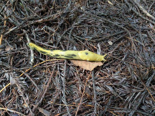 Humboldt Redwoods State Park