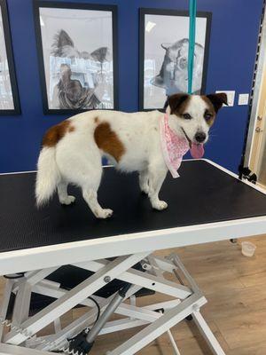 Ruff to Fluff Dog Grooming