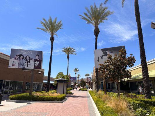 Beautiful lined palm trees
