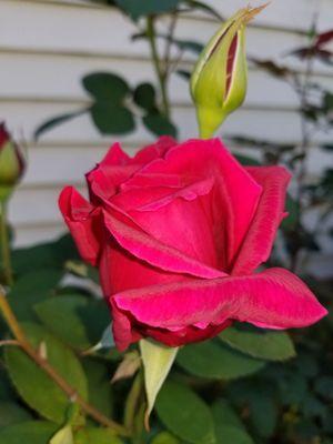 S & M Landscape Maintenance