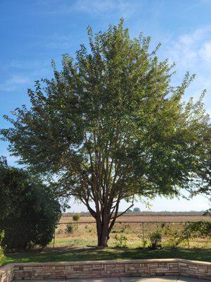 Bruce's Tree Service