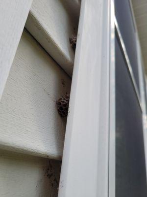 Wasp nests