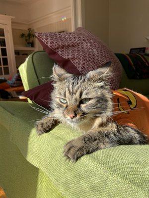 A cat cafe and noodle house?! This is great!