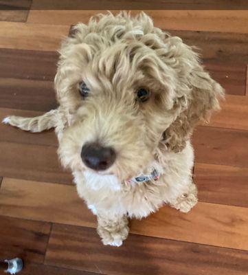 Lucky Dog Pet Service