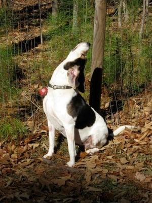 Doggie Spa & Day Care