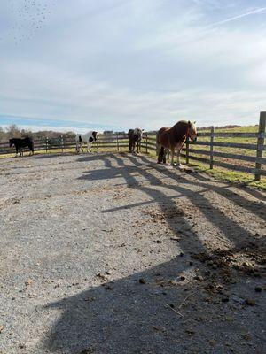 Gentle Giants Horse Rescue