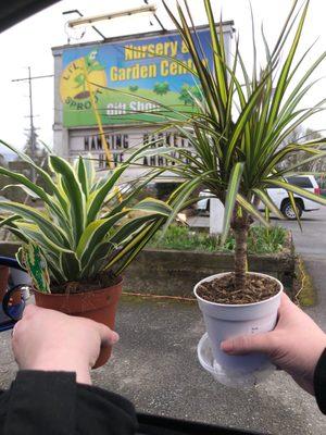 On the right is a Dracaena marginata or commonly known as Madagascar dragon tree and on the left is Dracaena reflexa .