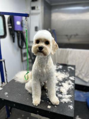 Always Sparkle Mobile Pet Grooming