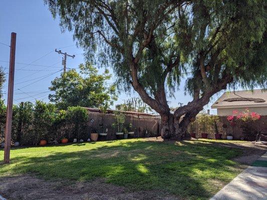 Josephs Lawn Service