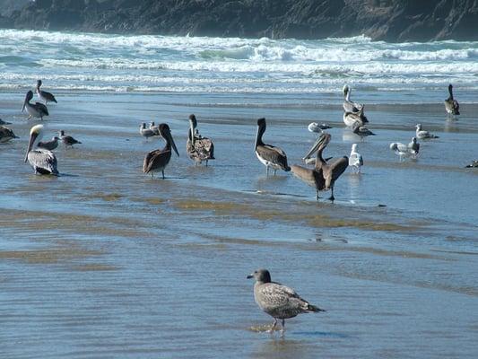 Tyee Lodge Bed & Breakfast