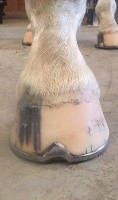 Henderson Farrier Service