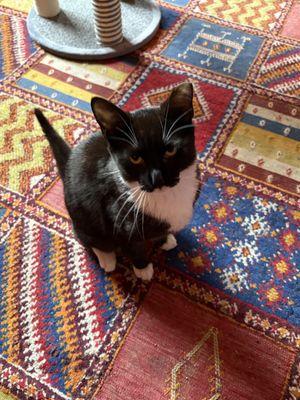 Brooklyn Animal Action