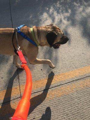 Bay Area Dog Running