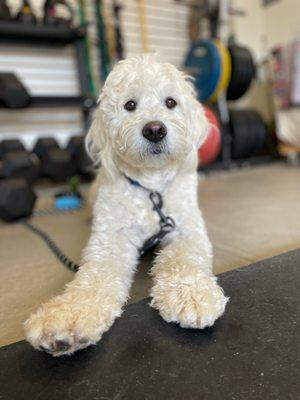 Hank after recovering from his horrible burns 3 months ag