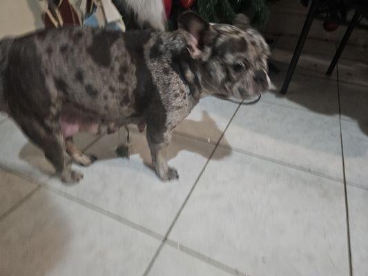 Our Jade my kids are devastated that they are refusing to return her