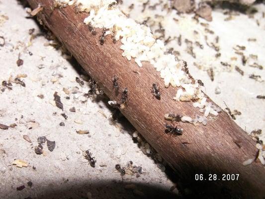 Fogle Termite and Pest