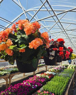 Hanging baskets over flats of florals in our greenhouse.